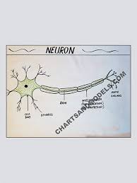 Buy Neuron Charts Online Buy Neuron Charts Online For