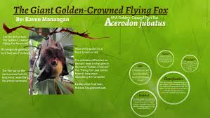 And, the destruction of their habitat greatly reduced the numbers of these fascinating. The Giant Golden Crowned Flying Fox By R M