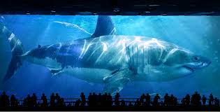 megalodon shark in aquarium art print by eliasmarcelgarbe x small aquarium art megalodon megalodon shark