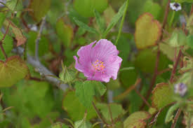 Image result for Pavonia