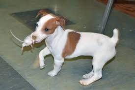 Parson Jack Russell Terriers Adept As A Ratter A Fox Hunter A Groom S Companion A Couch Potato Agili Jack Russell Terrier Racing Dogs Parson Jack Russell