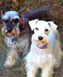 Nuvet Vitamins Socal Schnauzer