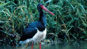 Allentsteig liegt in der mitte des waldviertels. Europaschutzgebiet Truppenubungsplatz Allentsteig Naturland No