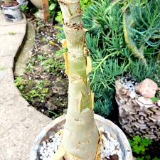 Image result for Cyphostemma quinatum