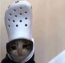 Image About Funny In Crying Cats By Kira On We Heart It Crying polite cat | crying cat.