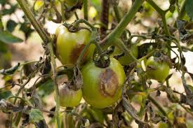 Image result for tomato seedling early blight