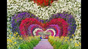 Maybe you would like to learn more about one of these? Dubai Miracle Garden World S Largest Natural Flower Garden Youtube