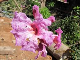 Image result for Handroanthus sp. near impetiginosus