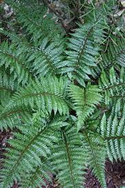 Image result for Polystichum