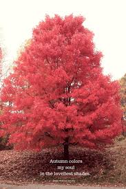 Mom Soul Soothers Quotes Tools And Inspiration For Your Soul Autumn Quotes Nature Quotes Trees Autumn Quotes Inspirational