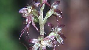 Image result for Liparis latialata