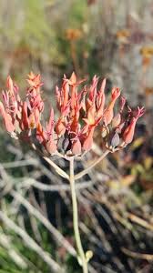 Image result for Kalanchoe rotundifolia