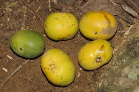 Image result for Drypetes arguta