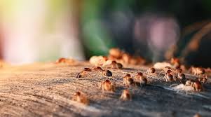 We did not find results for: How Do You Exterminate Termites Without Killing Plants