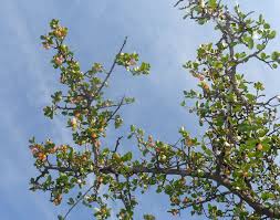 Image result for Mystroxylon