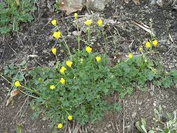 Image result for Ranunculus stagnalis