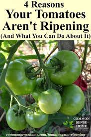 Newer variations blush reddish instead of yellow when ripe. 4 Reasons Your Tomatoes Are Not Ripening How You Can Help