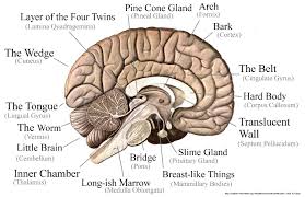 It is located in the head. An Etymological Map Of The Brain Neuroskeptic Brain Diagram Human Brain Diagram Brain Parts