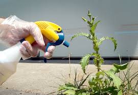 It's one of the most selective herbicide if you are sensitive to the disruption of your crops or grass. Can Weed Killer Cause Cancer Health Essentials From Cleveland Clinic