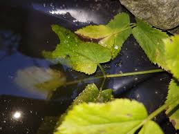 Männchen (milchner) hechte werden maximal knapp 100 cm lang. Goldfisch Laich Teich Goldfische Fischeier