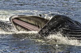 Se l'è vista brutta un sub del massachusetts inghiottito da una balena. Il Video Incredibile Del Tizio Che Viene Ingoiato Da Una Balena E Sopravvive