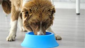 Maybe you would like to learn more about one of these? Recall Alert Freshpet Recalls Select Dog Food Variety Amid Salmonella Concerns Kiro 7 News Seattle