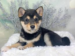 While we at my first shiba inu advocate for saving rescues whenever possible, we also understand that there are certain families who specifically search for shiba inu puppies. Shiba Inu Puppies Petland Lancaster Ohio