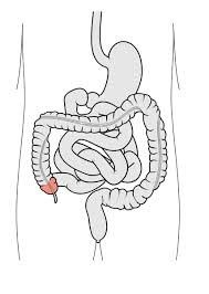 Cecum - Definition, Function, Location And Related Conditions