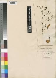 Image result for Mimulopsis runssorica