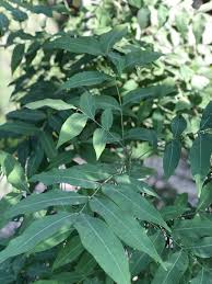 Image result for Sapindus saponaria