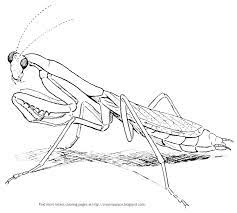 Download praying mantis coloring page and use any clip art,coloring,png . Crayon Palace Praying Mantis Coloring Page