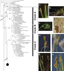 Image result for Schoenoxiphium