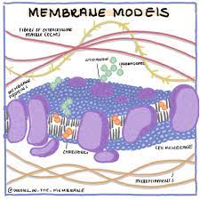 Biochemistry Educational Infographics Cell Membrane Doodles In The Membrane Video Cell Biology Chemistry Organic Chemistry