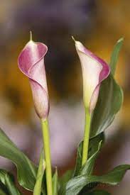 Close Up Of Calla Lily Photographic Print By Adam Jones At Allposters Com Calla Lily Calla Calla Lily Tattoos