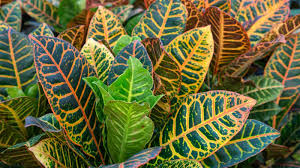Image result for Croton