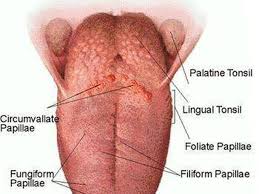 How To Treat Tongue Thrush Oral Thrush Treatment Tongue Health Thrush Treatment