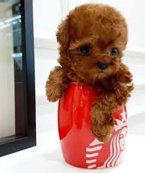 Check spelling or type a new query. Home Mini Poodle Puppies