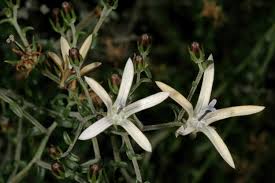 Image result for Wahlenbergia napiformis