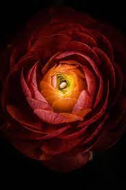 Untitled 4 Jpg Ranunculus Painting Flowers Photography Ranunculus