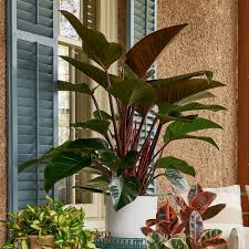 Unlike other philodendron plants, congo rojo doesn't have a vining habit but instead spans upward and out. Philodendron Congo Rojo White Flower Farm