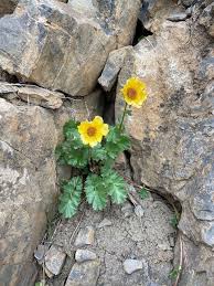 Image result for Aeollanthus repens