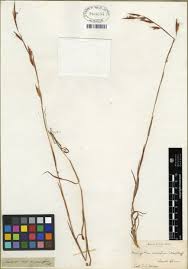 Image result for Monocymbium