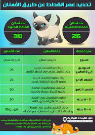 كيف تعرف عمر القطط دليل العيادات البيطرية دكتور بيطري بين يديك