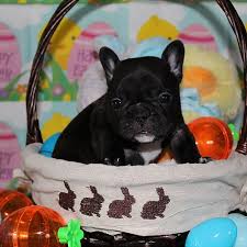 If you find a breeder in tyler / east tx, texas or an online advertisement on craigslist advertising a litter of puppies for free or to a good home for free. Available French Bulldog Puppies Phoenix Texas Hill S Frenchies French Bulldog Breeders French Bulldog French Bulldog Puppies