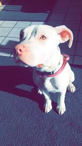 White Pitbulls More With Images Pitbull Terrier Cute Pitbulls White Pitbull Puppies