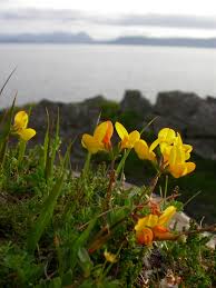 Image result for Lotus corniculatus