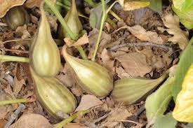 Image result for Gisekia