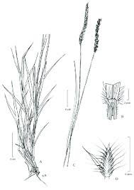 Image result for Elionurus