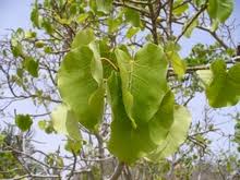 Image result for Ficus tremula