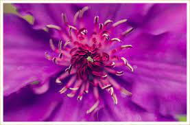 It comes in a handful of colors from purple to magenta to a striped white and is a. 50 Types Of Purple Flowers Ftd Com